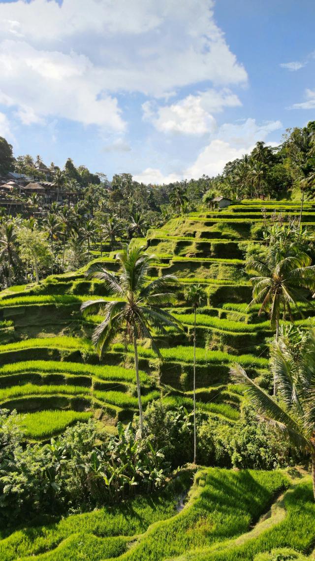 rice-field